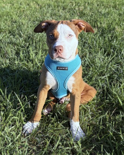 BOB - Terrier / Mix available for adoption