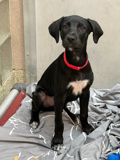 RHIANNON - Labrador Retriever / Mix available for adoption