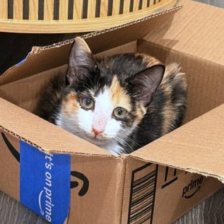 MUFFIN - Domestic Shorthair / Mix available for adoption