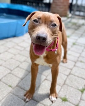 PADDINGTON - Pit Bull Terrier / Mix available for adoption