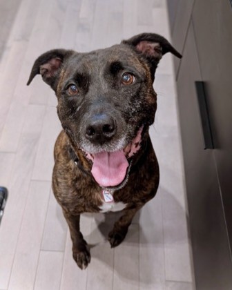 GRANITE - Pit Bull Terrier / Mix available for adoption