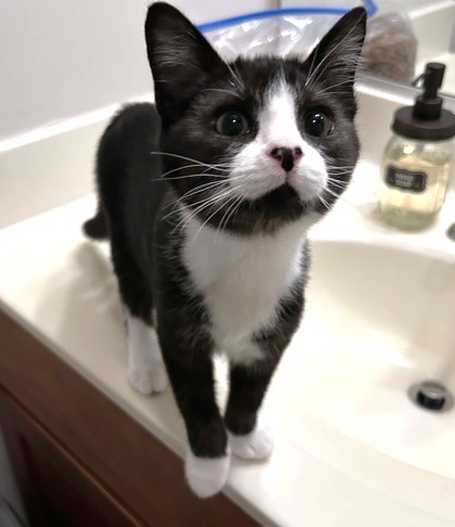NIBS - Domestic Shorthair / Mix available for adoption