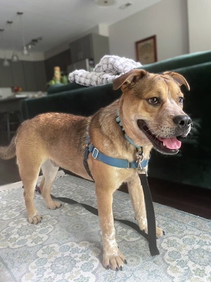 BIGGIE - Bulldog / Mix available for adoption