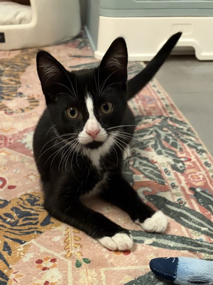PRINGLE - Domestic Shorthair / Mix available for adoption