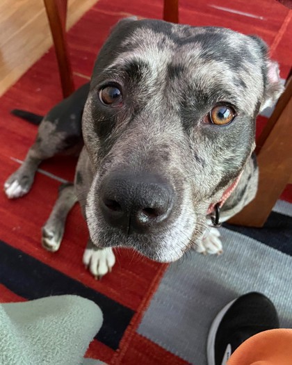 DIOR - Pit Bull Terrier / Mix available for adoption
