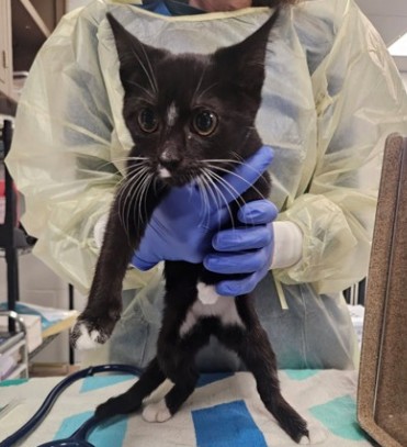 BONNIE - Domestic Shorthair / Mix available for adoption