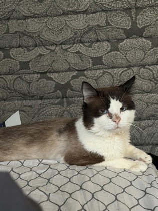 FENDI - Domestic Shorthair / Mix available for adoption