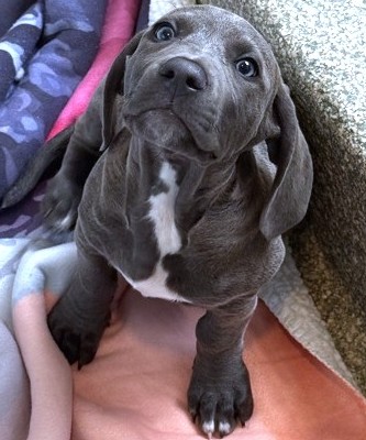 BOHDI - Hound / Mix available for adoption