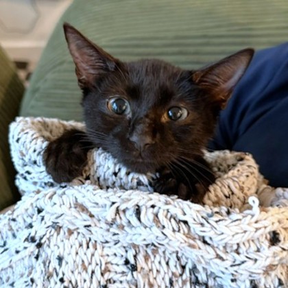 PICKLES - Domestic Shorthair / Mix available for adoption