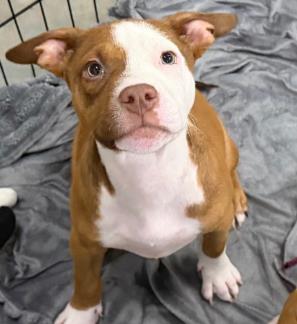 BOB - Terrier / Mix available for adoption