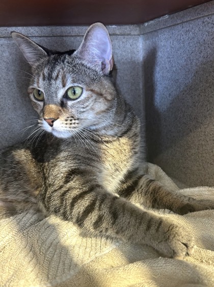 LUPITA - Domestic Shorthair / Mix available for adoption