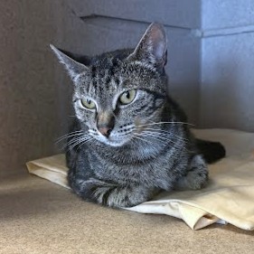 SOPHIE - Domestic Shorthair / Mix available for adoption