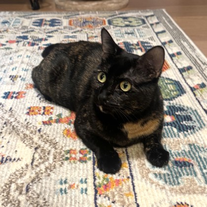 HERSHEY - Domestic Shorthair / Mix available for adoption