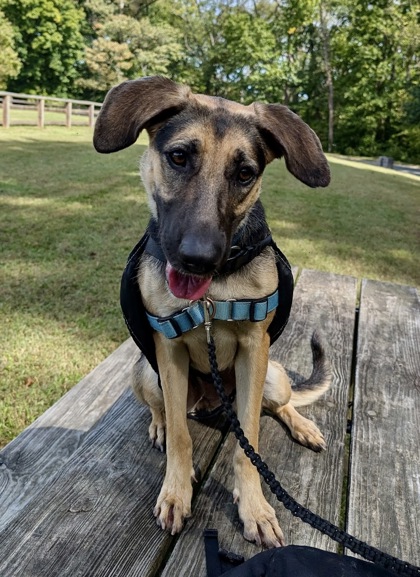 AUTUMN - German Shepherd / Mix available for adoption