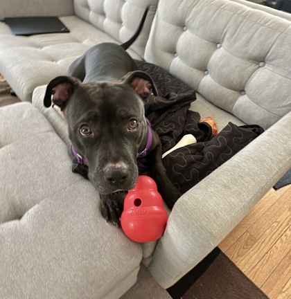 ROSIE - Mixed Breed, Large (over 44 lbs fully grown) / Mix available for adoption