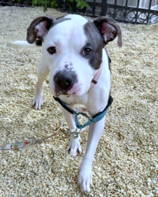 AZOOZ - Pit Bull Terrier / Mix available for adoption
