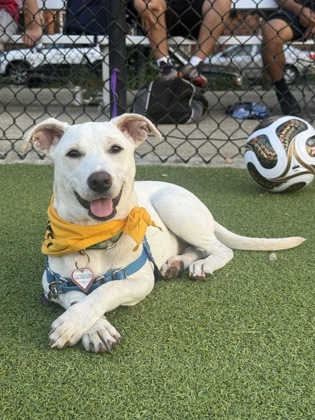 ROCCO - Mixed Breed, Medium (up to 44 lbs fully grown) / Mix available for adoption