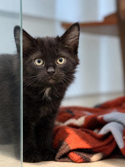 MINT CHIP - Domestic Medium Hair / Mix available for adoption
