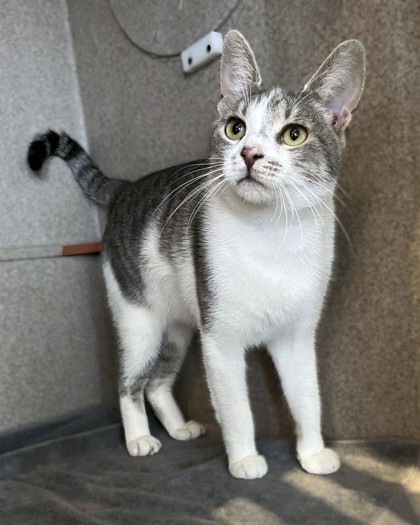 SANDY CHEEKS - Domestic Shorthair / Mix available for adoption