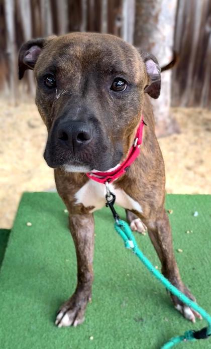 BARK RUFFALO - Pit Bull Terrier / Mix available for adoption