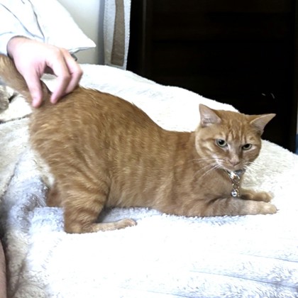 ARWEN - Domestic Shorthair / Mix available for adoption