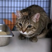 ZOE - Domestic Shorthair available for adoption