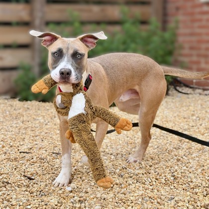 KLINGER - Mixed Breed, Medium (up to 44 lbs fully grown) / Mix available for adoption