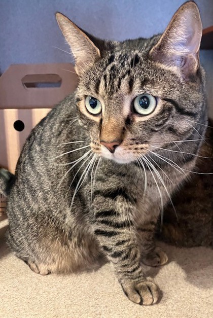 ZACK - Domestic Shorthair available for adoption