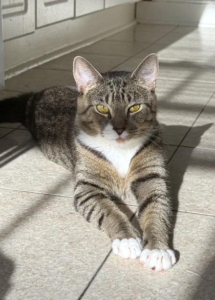 LILITH - Domestic Shorthair / Mix available for adoption