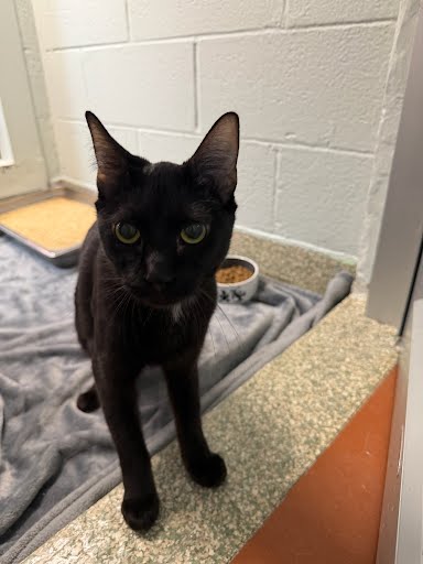 BUBBLES - Domestic Shorthair / Mix available for adoption