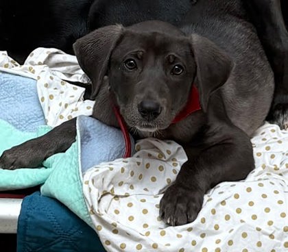 WILLOW - Labrador Retriever / Mix available for adoption