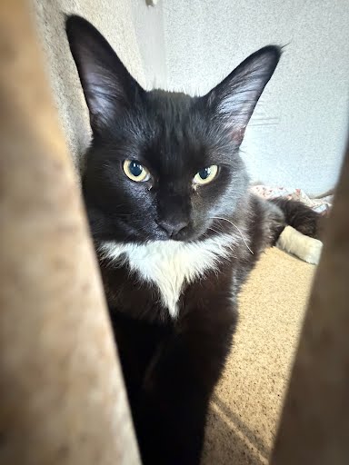 BISCUIT - Domestic Longhair / Mix available for adoption