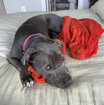 GOMEZ - Mixed Breed, Large (over 44 lbs fully grown) / Mix available for adoption