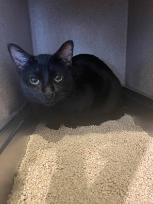 RIPLEY - Domestic Shorthair / Mix available for adoption