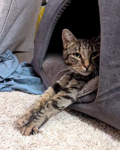 ETHEL - Domestic Shorthair / Mix available for adoption