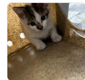 DOODLE BOP - Domestic Shorthair / Mix available for adoption