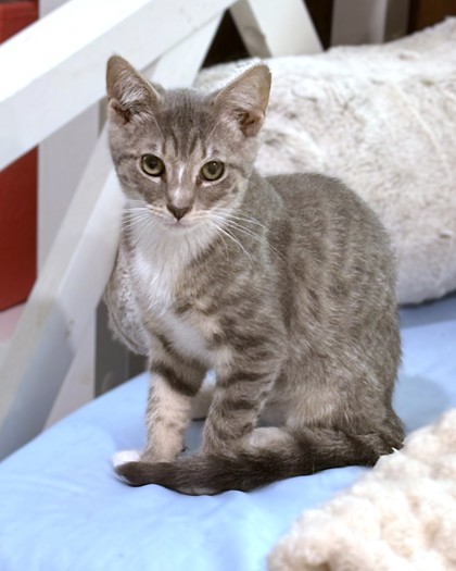 OCEAN - Domestic Shorthair / Mix available for adoption