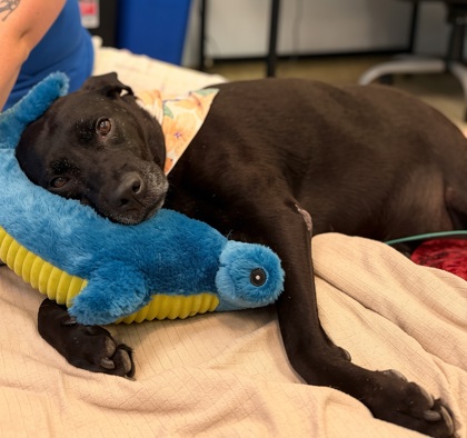 MISS BEA - Labrador Retriever / Mix available for adoption