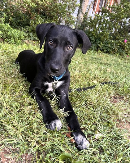 RHIANNON - Labrador Retriever / Mix available for adoption