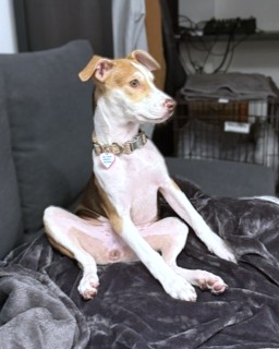 BAO BAO - Mixed Breed, Medium (up to 44 lbs fully grown) / Mix available for adoption