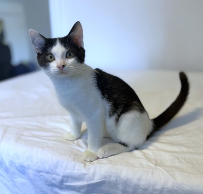 ZOMBA - Domestic Shorthair / Mix available for adoption