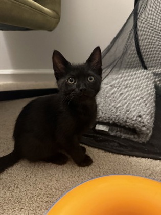 PRAIRIE - Domestic Shorthair / Mix available for adoption