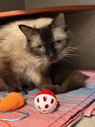 JEEZ LOUISE - Siamese / Mix available for adoption