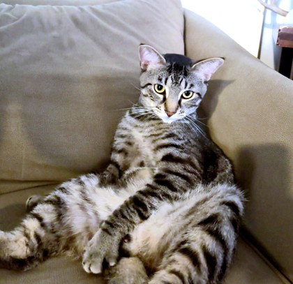 JUAN - Domestic Shorthair / Mix available for adoption