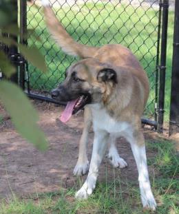 BUMPER BOAT - Anatolian Shepherd / Mix available for adoption
