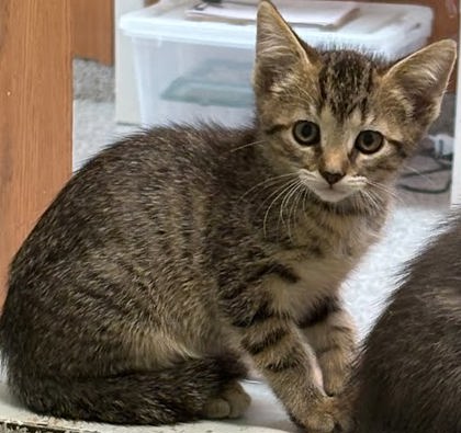 BISQKITTEN - Domestic Shorthair / Mix available for adoption
