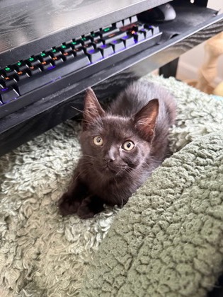 PRAIRIE - Domestic Shorthair / Mix available for adoption