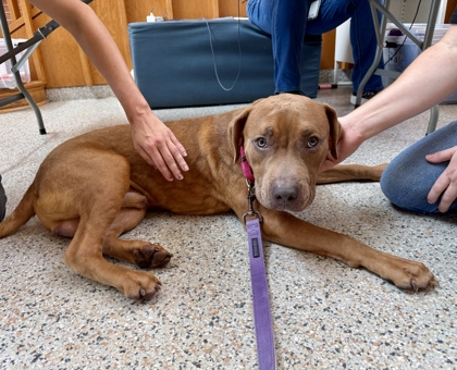 PADDINGTON - Pit Bull Terrier / Mix available for adoption