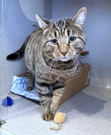 BRUNO - Domestic Shorthair / Mix available for adoption