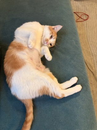 DAPHANY - Domestic Shorthair / Mix available for adoption